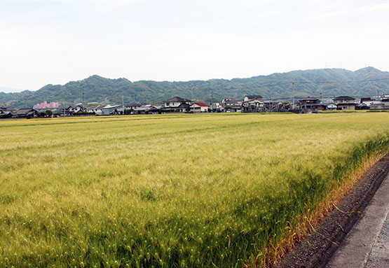 ヒカリのアトリエの前にある麦畑の写真。